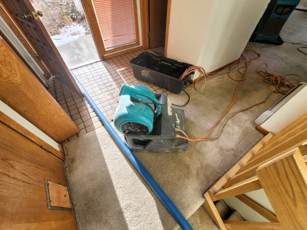 Best Mold removal after water damage  in Sanborn, NY